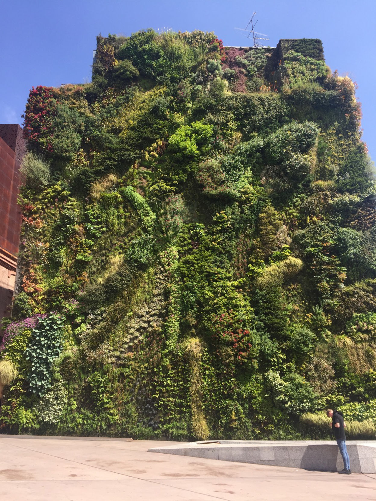 Living wall